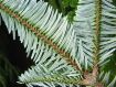 Abies fargesii