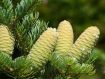 Abies holophylla