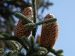 Abies procera