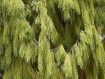 Dacrydium