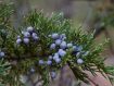 Juniperus