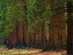 Sequoiadendron